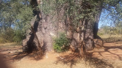 Photos of Segola Baobab