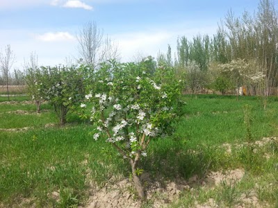 مسجد جامع بورکه