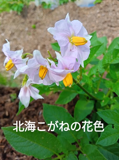 山の神オーガニックガーデン