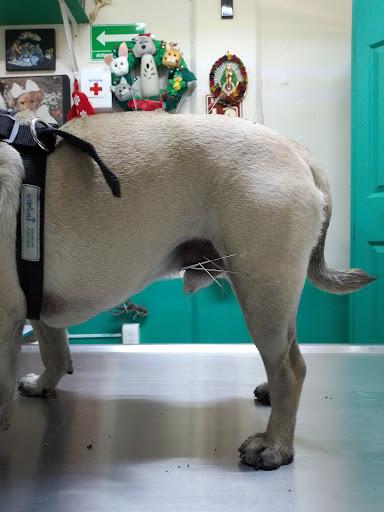 Clínica Integral Para Mascotas Mvz Silvia Arévalo