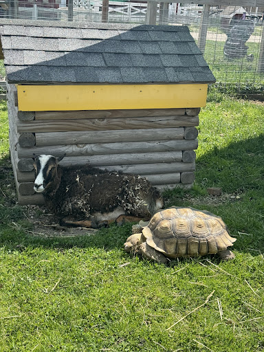 Lambs Farm - Visual
