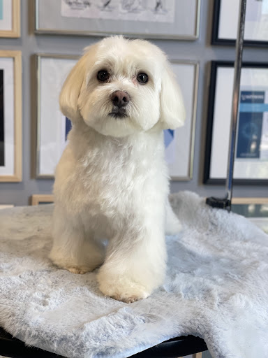 Peluqueria Canina Andrés Martinez Professional Dog Groomer