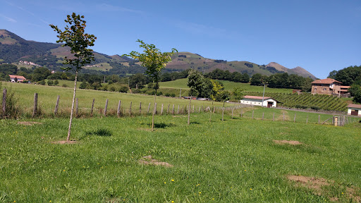 Lamiarrita - Visual