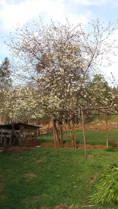 Photos of Buena Vista