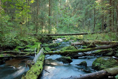 Photos of Līgatnes upes dabas taka