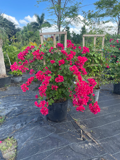 mi Esperanza Garden - Thumbnail