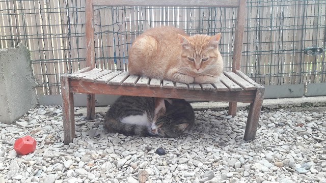 Refuge de la Fondation Assistance aux Animaux à Villevaudé