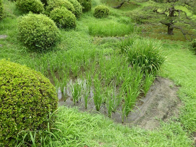 Shukkeien 縮景園