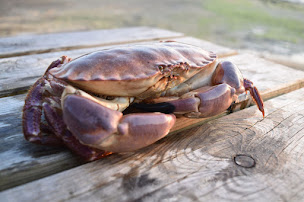 Photo n°14 de Aux Viviers de Penfoulic à La Forêt-Fouesnant (Fournisseur d'huîtres)