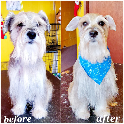 Puppy Palace Dog Grooming Salon & Mobile - Thumbnail