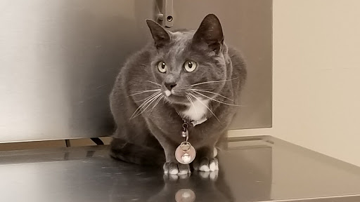 Doylestown Animal Medical Clinic - Thumbnail