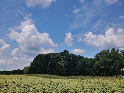 Draper WMA Sunflower Fields