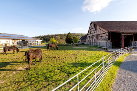 Kinderparadies Hohenloher Hof Ulrich & Ulrike Krämer GbR - Michelstadt