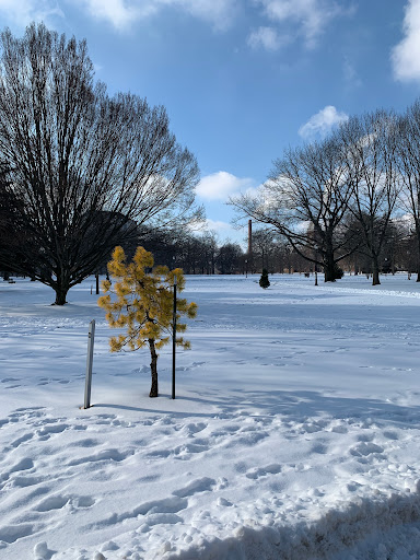 The Oval - Visual