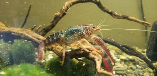 The Crayfish Saloon - Thumbnail
