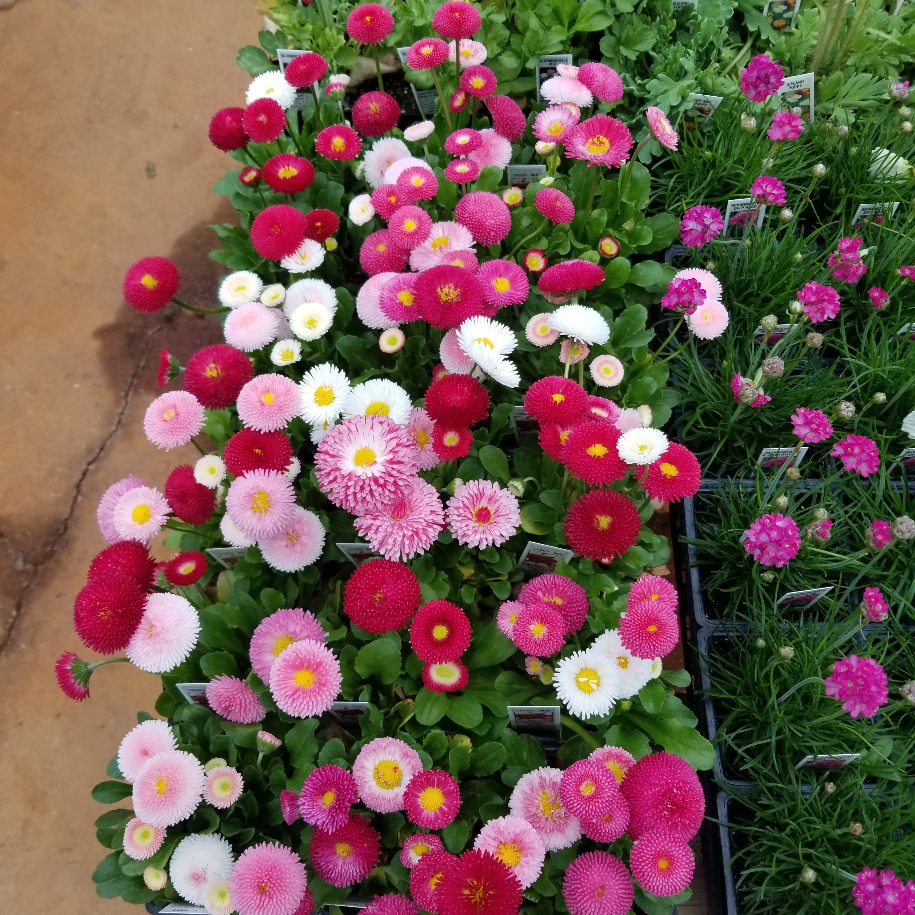 Allan Plant Company, Inc.