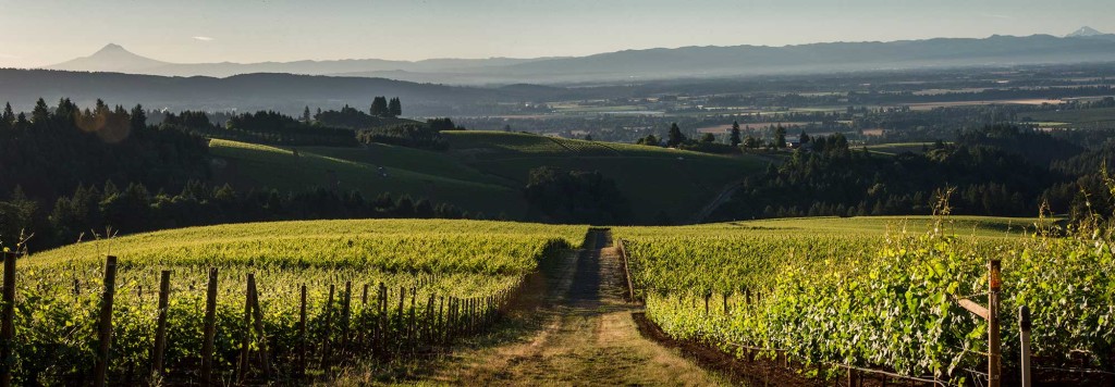 Knudsen Vineyards by null