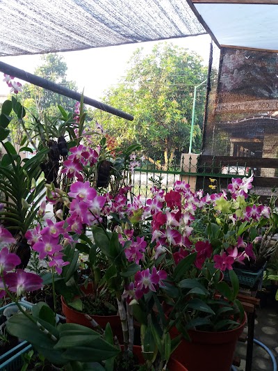 Photos of Andi Orchids