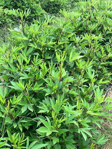 TIKSmart Gongura & Indian Vegetable Farm by null