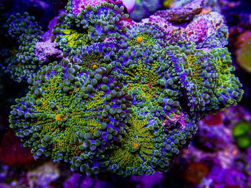 Ultimate Corals - Visual