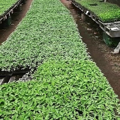 Vivero horticola