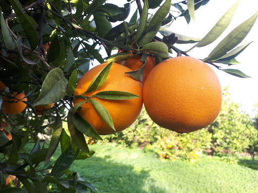 Naranjas del Turia
