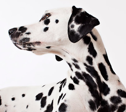 Muttin Around Dog Boarding & Overnight Stay