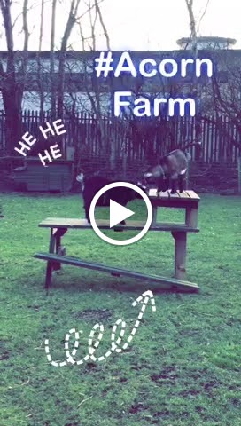 Acorn Farm photo 2
