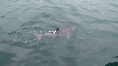 Photos of Dolphin Watch Cruises Jervis Bay