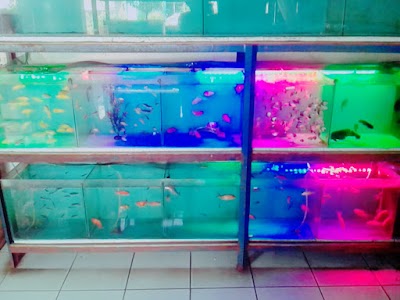 Photos of Bintang Tirta 2