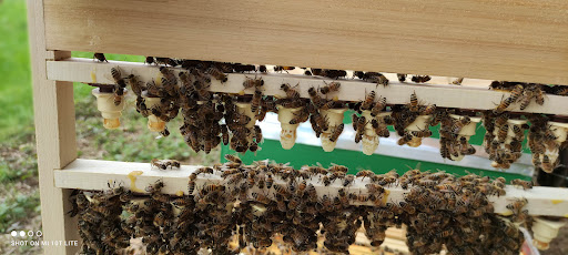Photo de Farm'Abeille à Bréhal (50290)