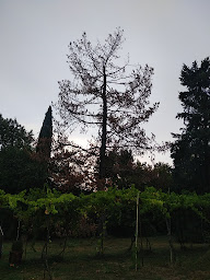 Photo n°18 de E.I Pouly Stéphane à Saint-Jean-du-Gard (Arboriste)