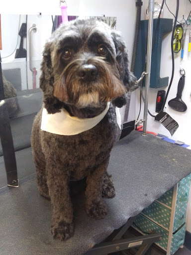 Chrissy's Canine Clips Mobile Spa - Thumbnail