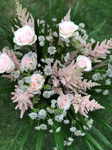 BLUSH + STEM - Visual