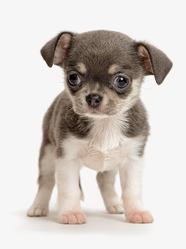 Companion Pet Clinic of Arizona - Thumbnail