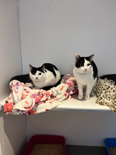 Paws for Thought Cattery - Thumbnail
