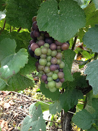 Photo n°2 de Picault Michel à Épernay (Établissement vinicole)