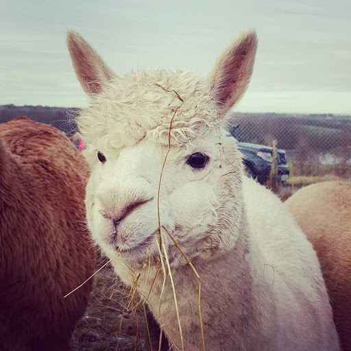 Posey Pacas Alpacas Gallery - United Kingdom