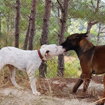 HATKEM HATAY KÖPEK EĞİTİM VE KONAKLAMA - SINCE 2006