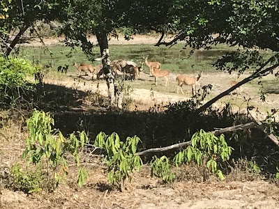 Photos of Kudumbigala Sanctuary