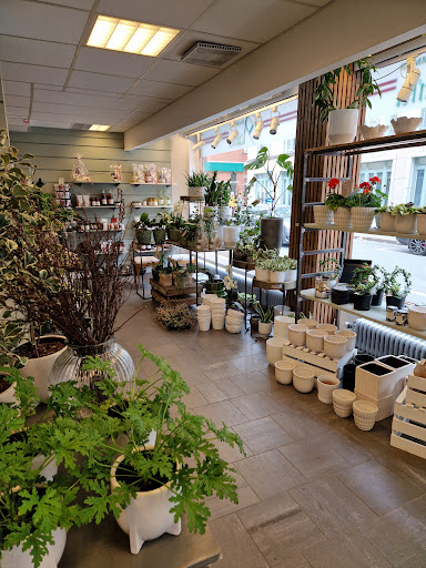 Planta Blommor - Visual