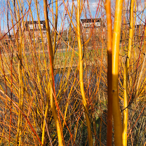 Het eiland - Visual