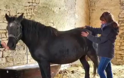 Bien-Être Animal - Céline Chevalier - Thumbnail