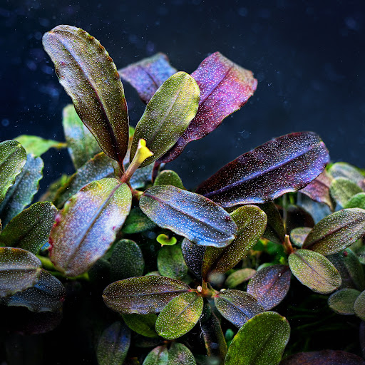 Premiumbuces - Tienda Online de Plantas de Acuario y Terrario