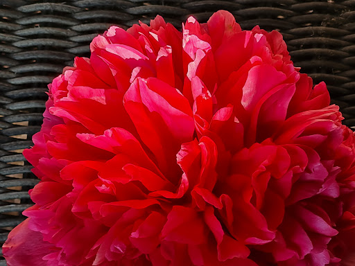 Blumen & Blickfang - Thumbnail