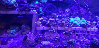 Bhccorals Reef Oasis