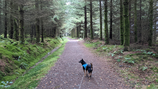 Dyfnant Forest