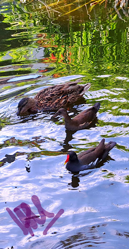 Estanque dos patos - Thumbnail