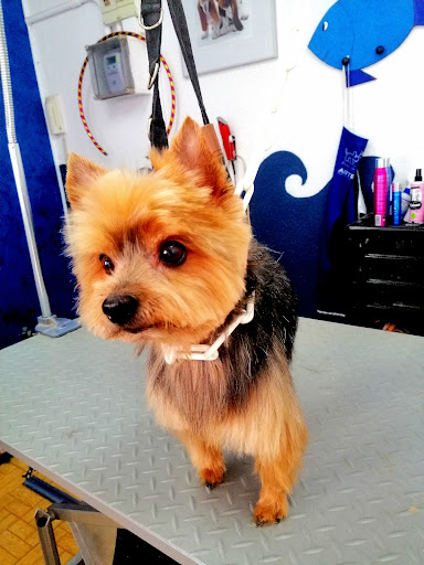 A l'Aigua Peluqueria Canina - Thumbnail