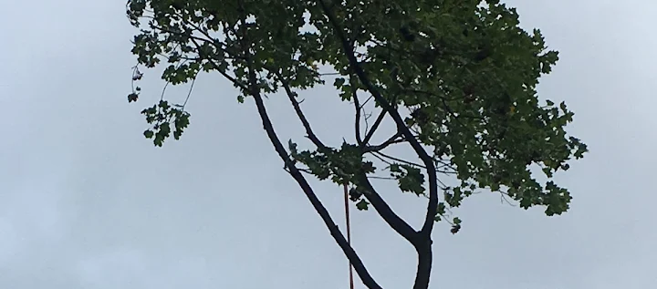 Pelchat Tree Service LLC